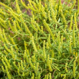 Flowering ragweed (Ambrosia artemisiifolia) plant growing outside
