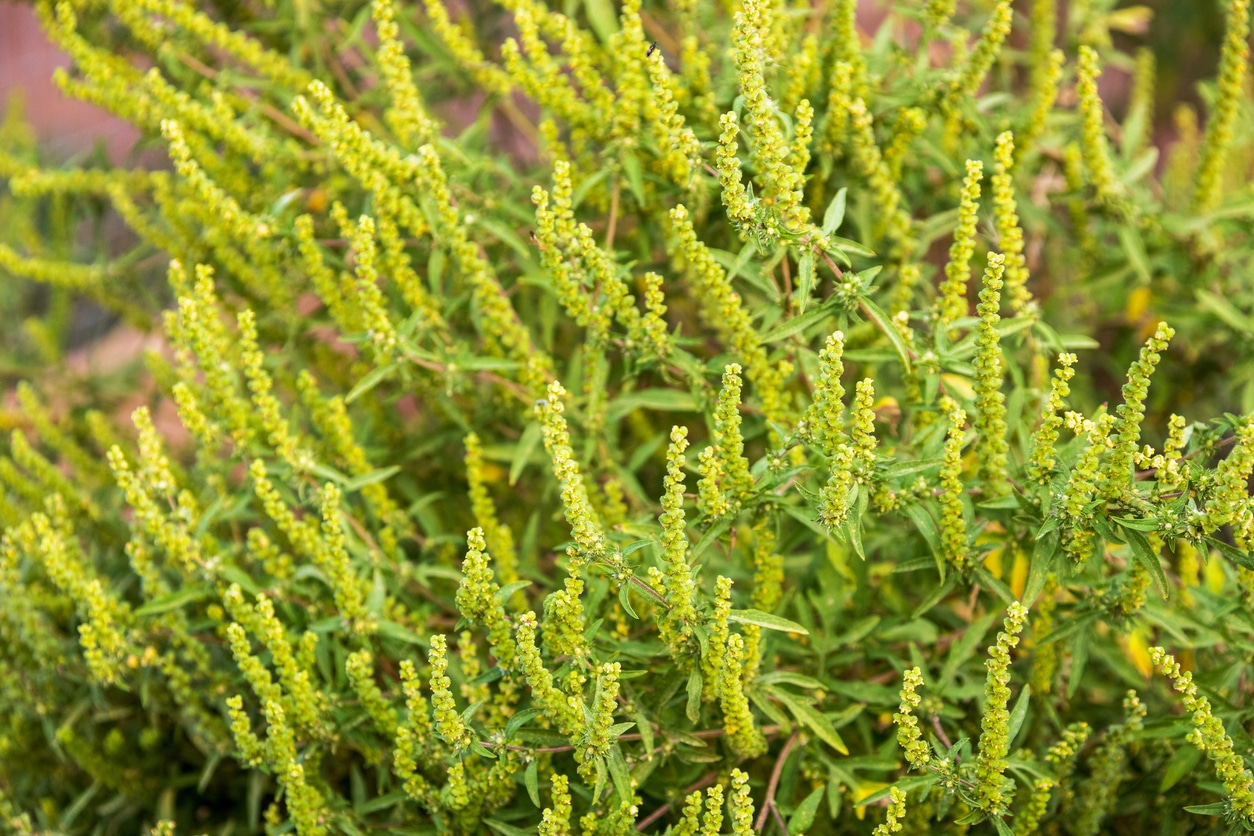 Flowering ragweed (Ambrosia artemisiifolia) plant growing outside